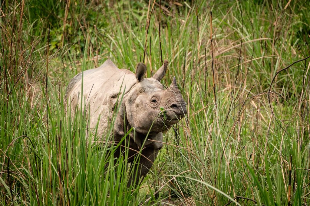 Lone Rhinoceros at Chitwan national park, Nepal