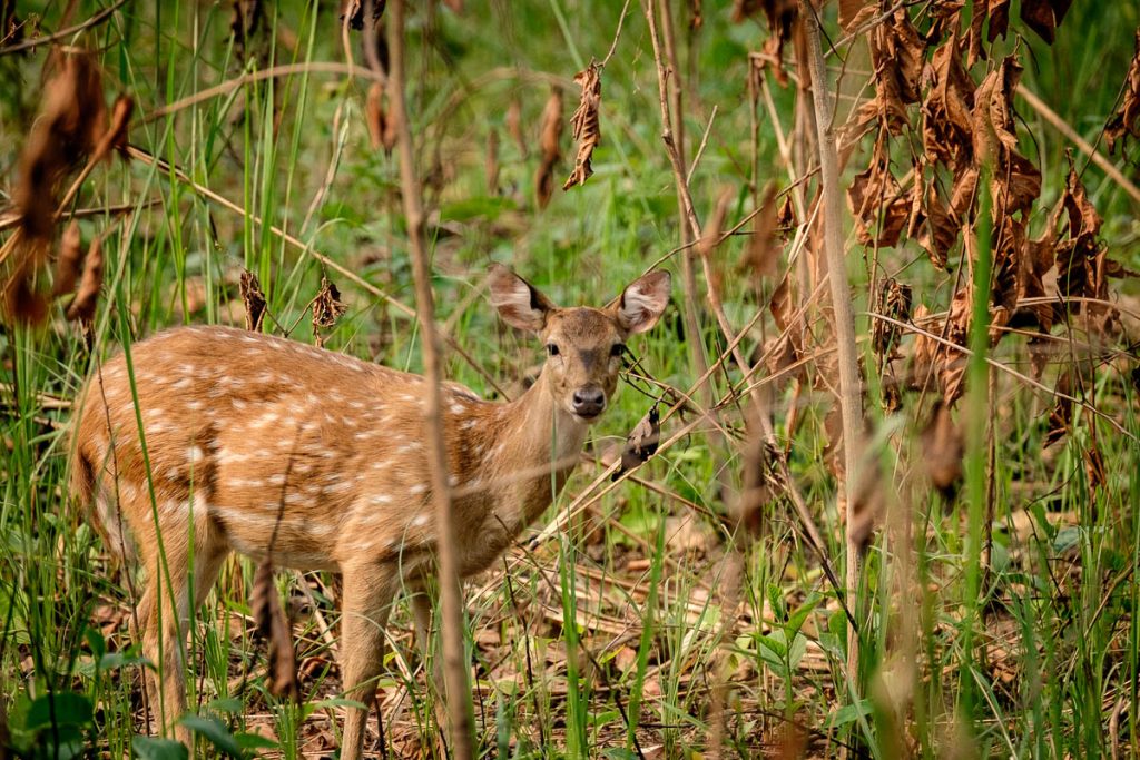 Spotted deer at Chitwan national park, Nepal