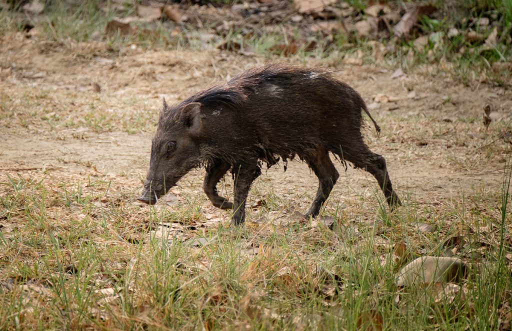 Young boar at Chitwan national park, Nepal