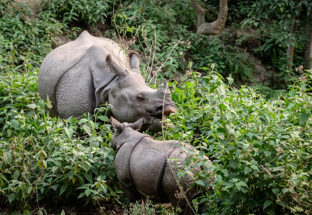 Female rhinoceros with young at Chitwan national park, Nepal