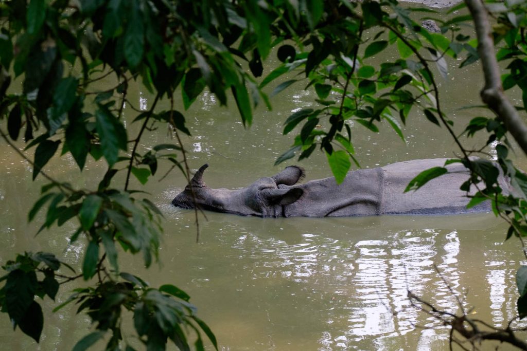 Lone rhinoceros swimming at Chitwan national park, Nepal