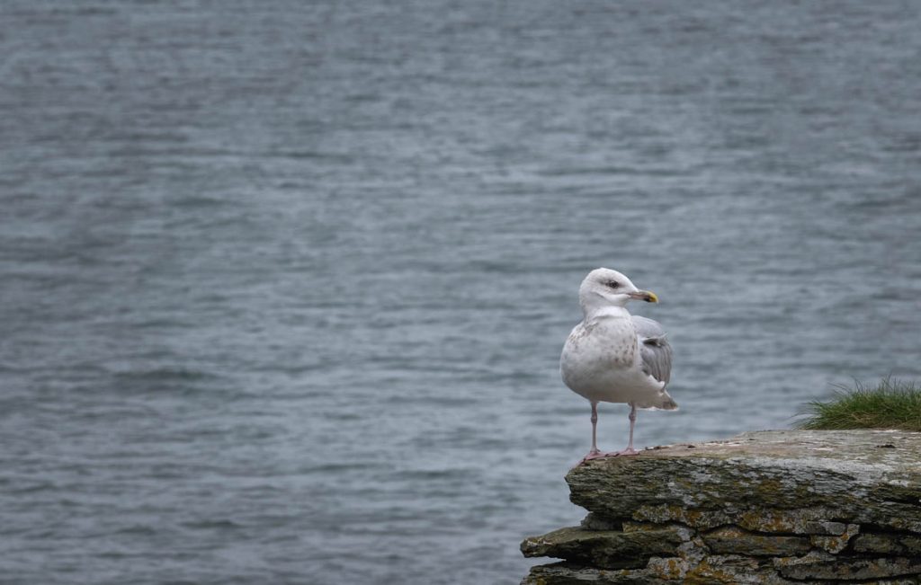 Gull on a wall