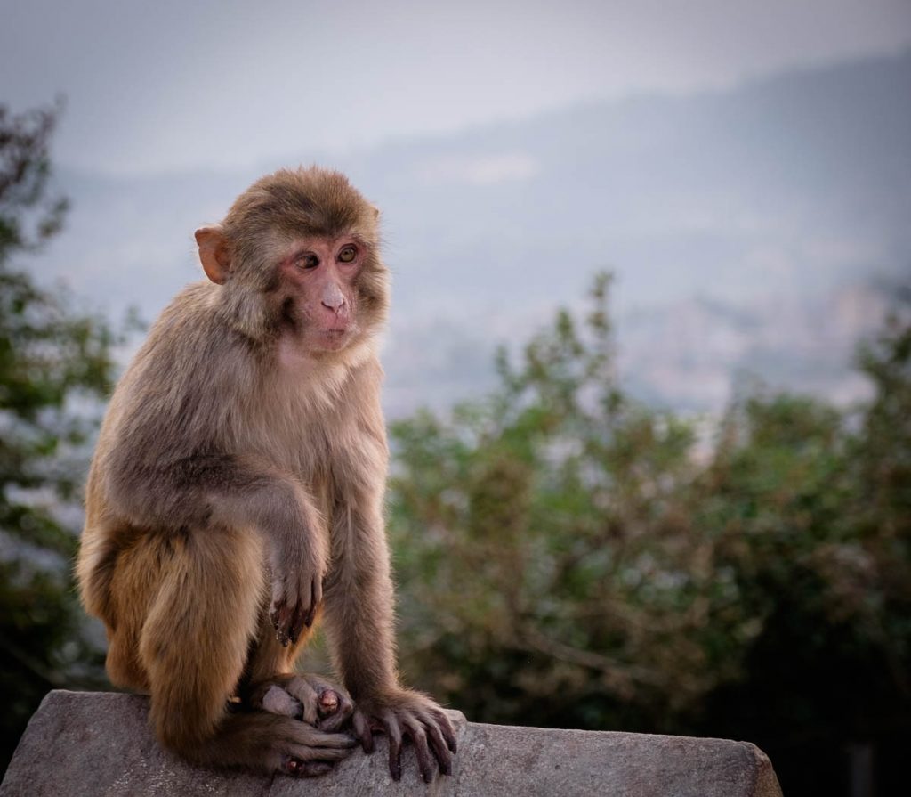 Rhesus macaque at  monkey temple, Kathmandu