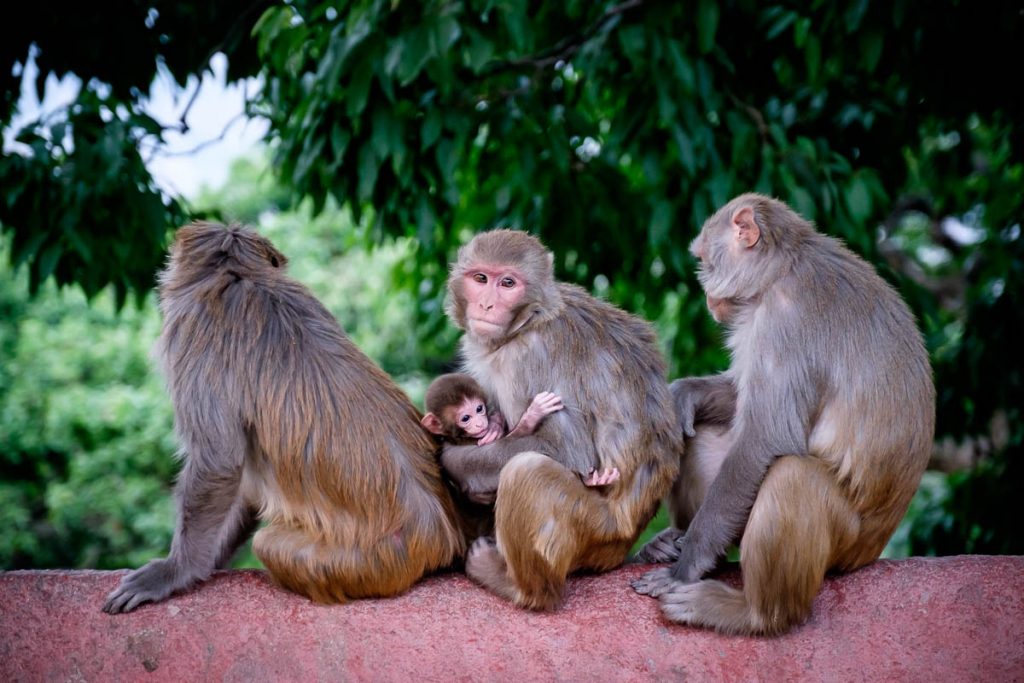 Rhesus macaque family at  monkey temple, Kathmandu