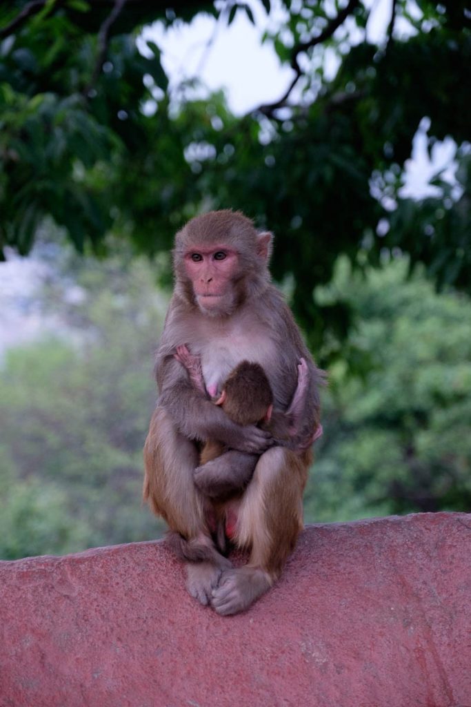 Rhesus macaque mother and child at  monkey temple, Kathmandu