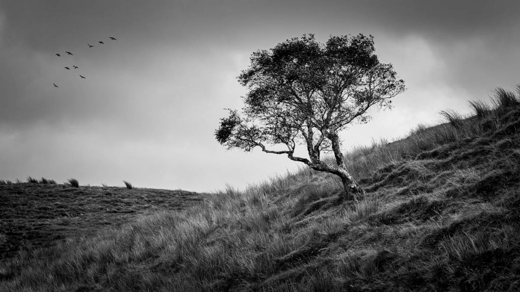 The hill on the tree monochrome