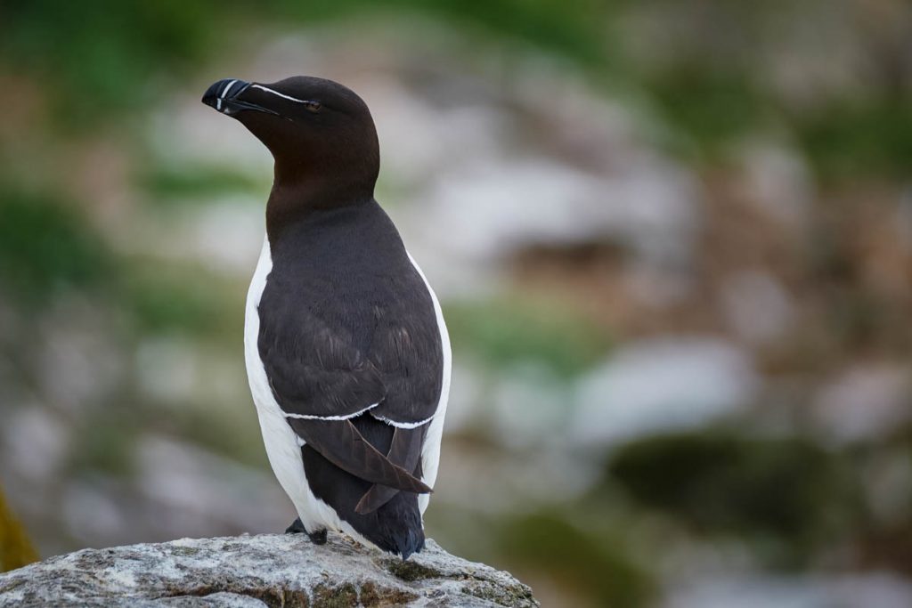 a lone razorbill