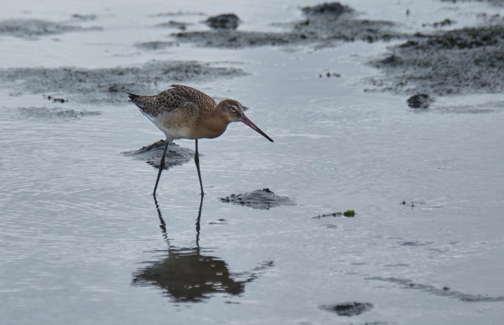 black tailed godwit