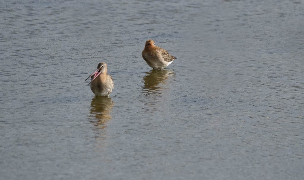 black tailed godwit couple