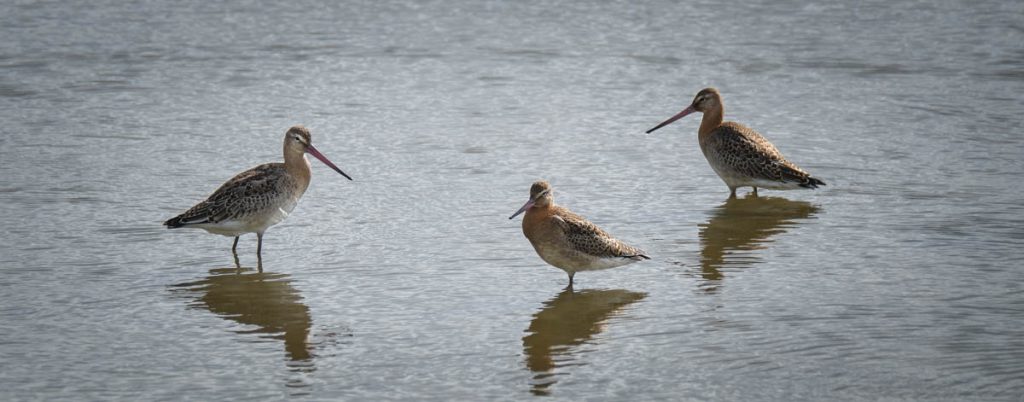 black tailed godwit group