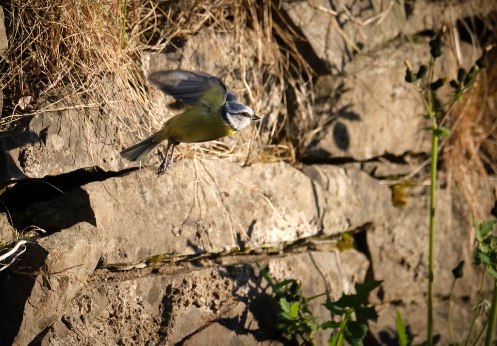 blue tit in flight.jpg