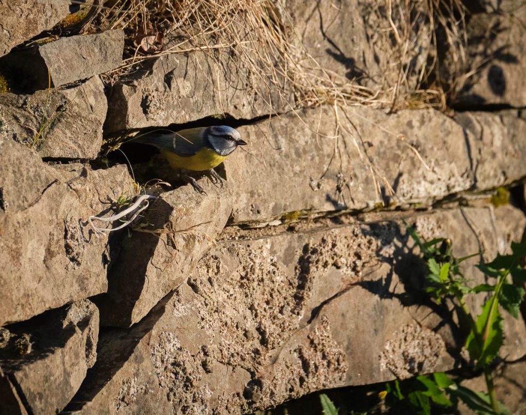 blue tit  on a ledge.jpg