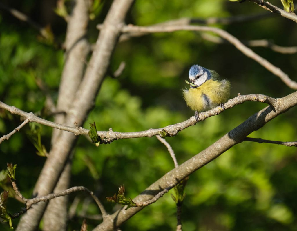 blue tit with grub.jpg