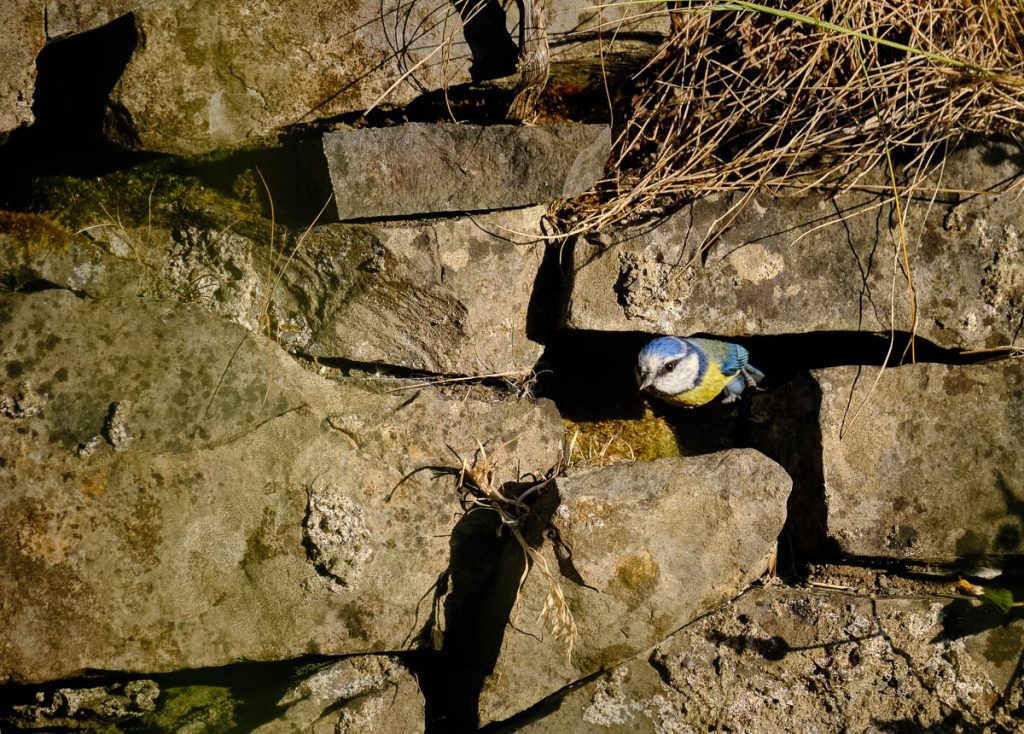 bluetit emerging from nest.jpg