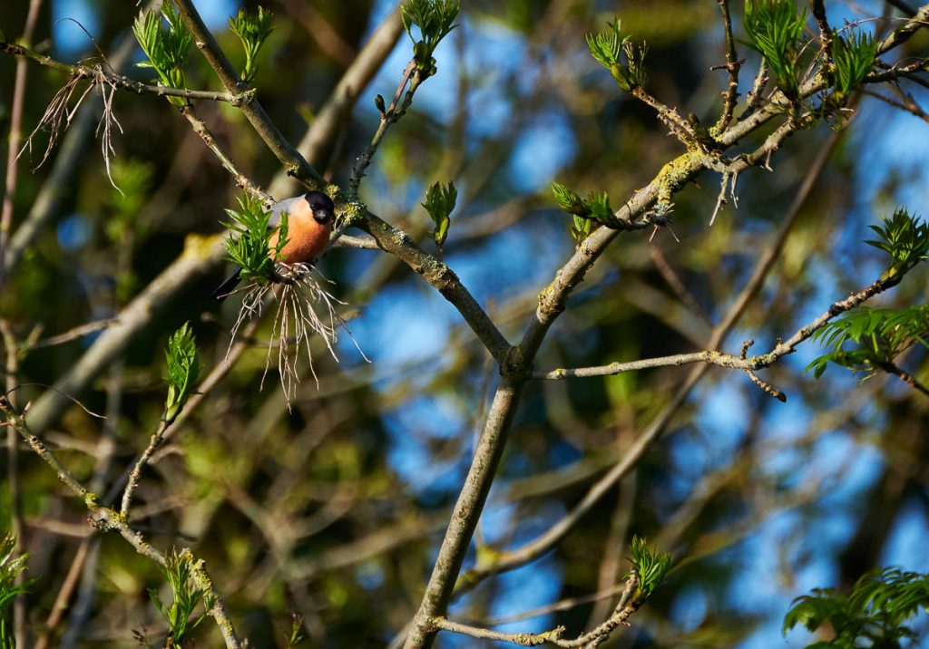 bullfinch peering.jpg