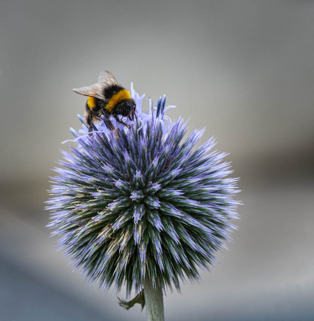 bumble bee on globe thistle