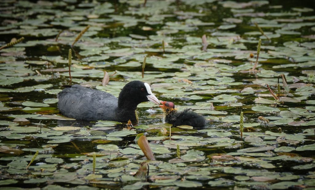 coot feeding chick.jpg