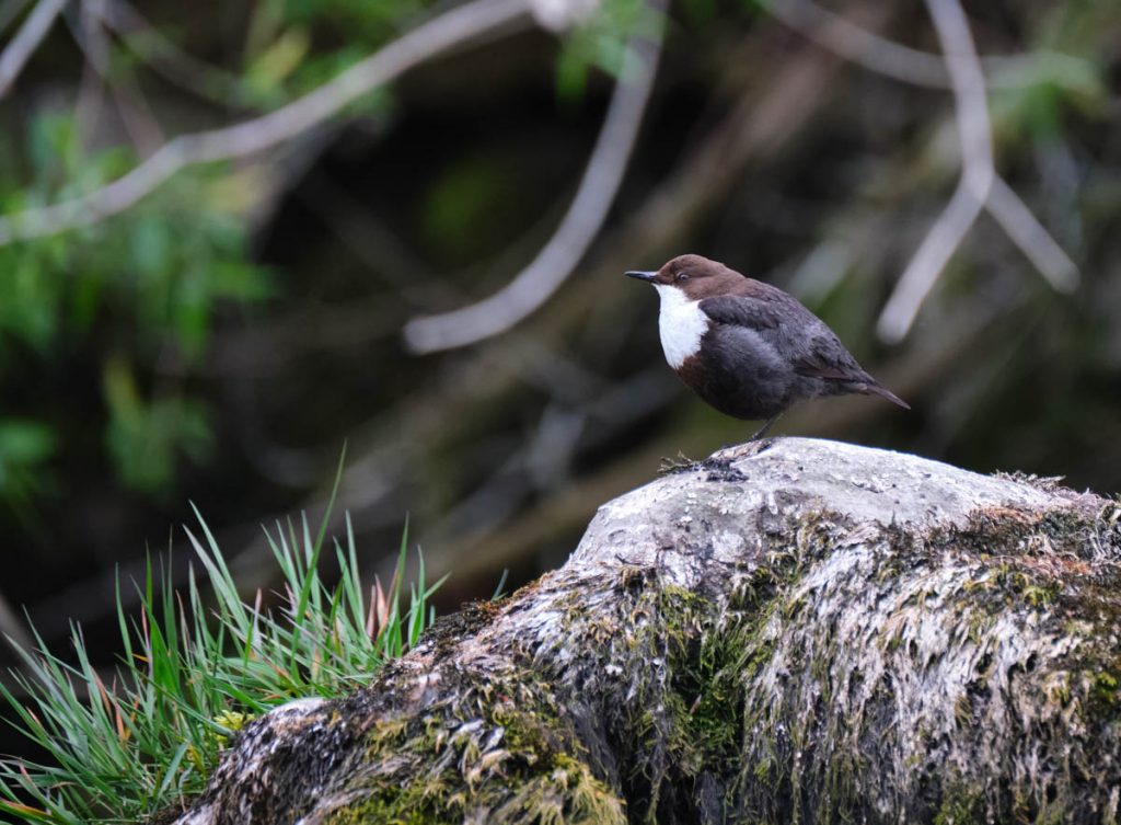 dipper on stone