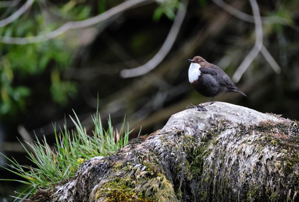 dipper posing