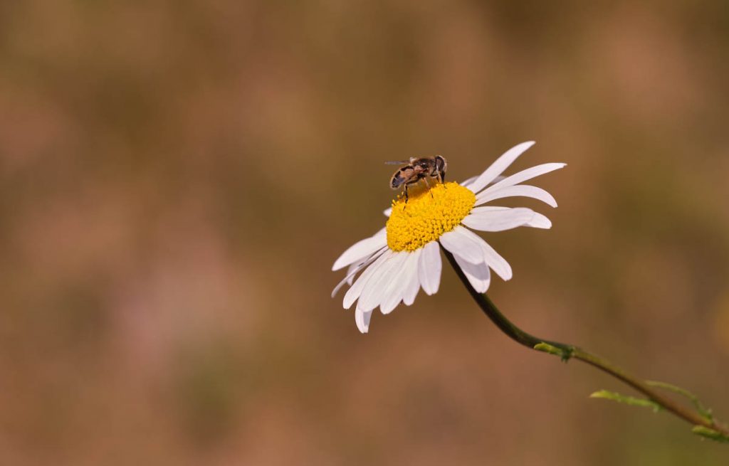 european drone fly on wild daisy