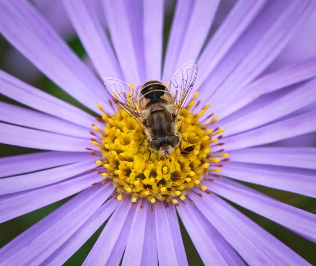 feeding time - drone fly on a purple flower