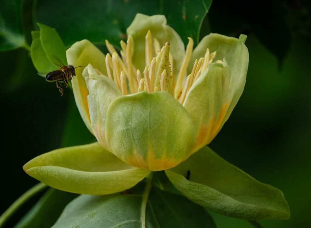 Wasp landing on the flower of a tulip tree