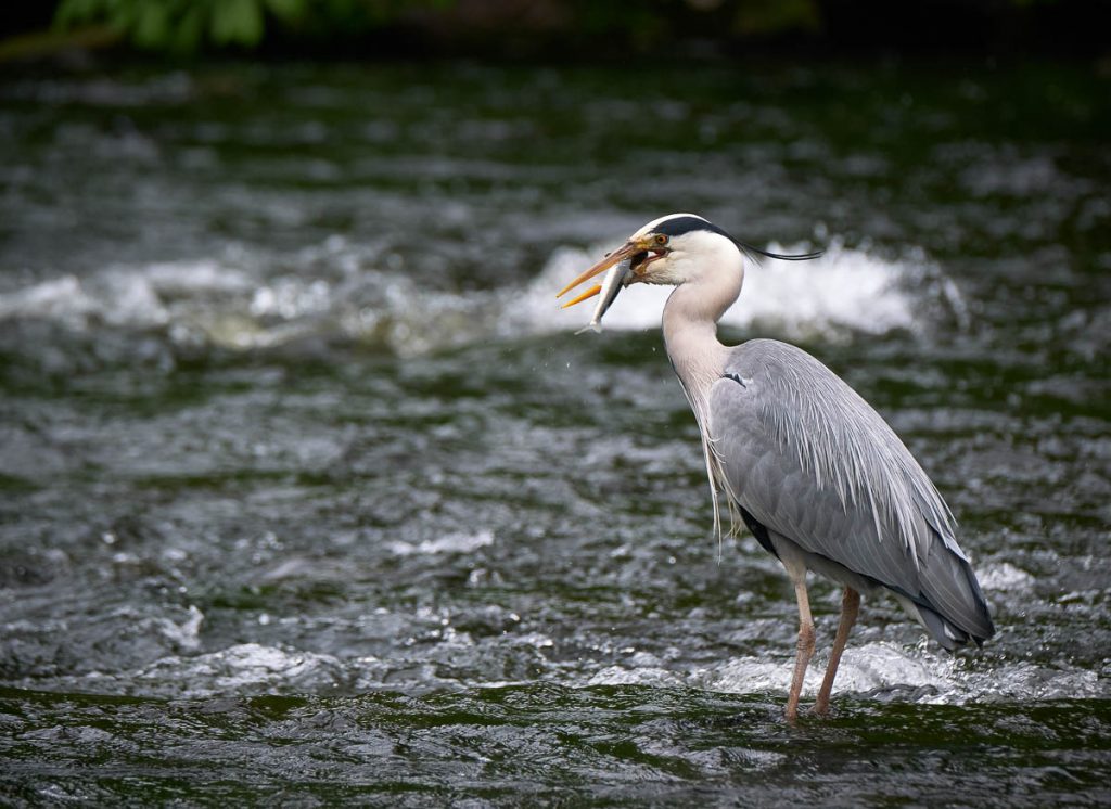 grey heron eating a trout.jpg