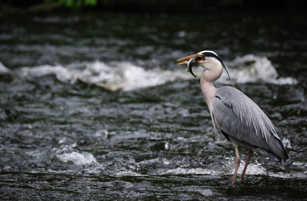 A grey heron standing in a river and eating a trout