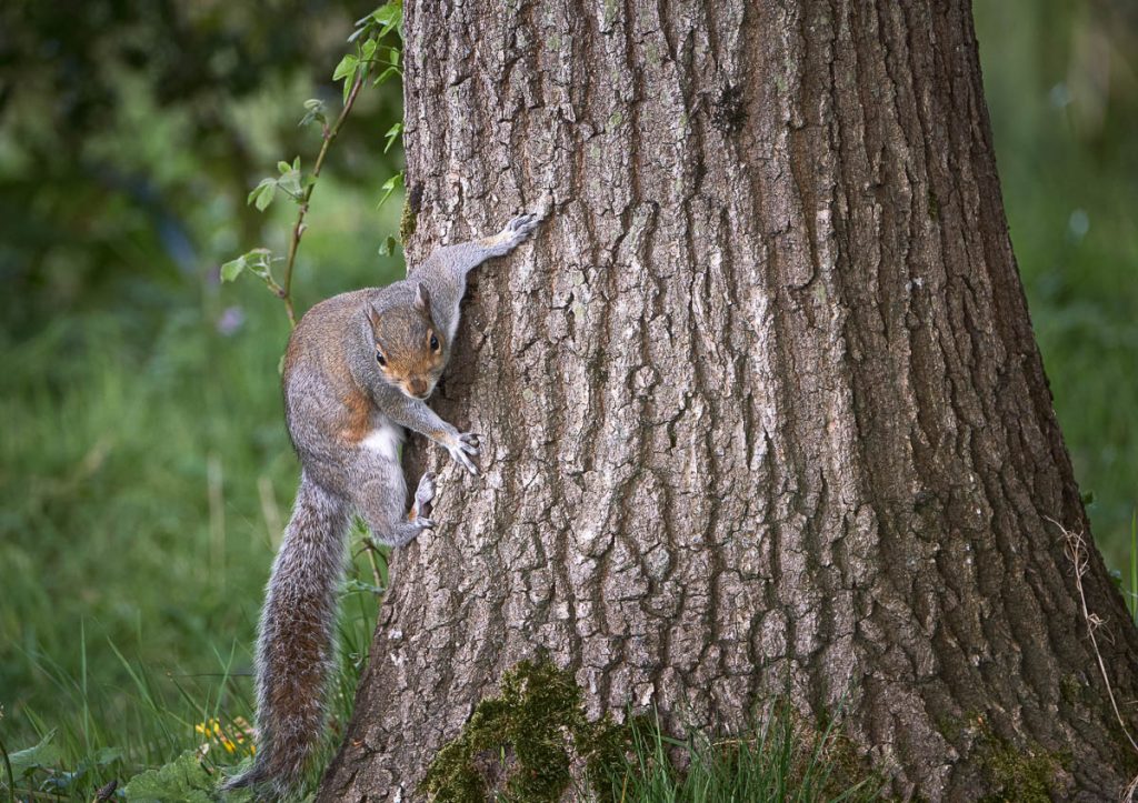 grey squirrel climbing.jpg