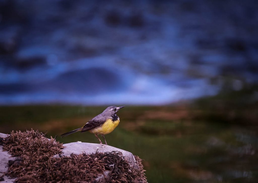 grey wagtail on a rock