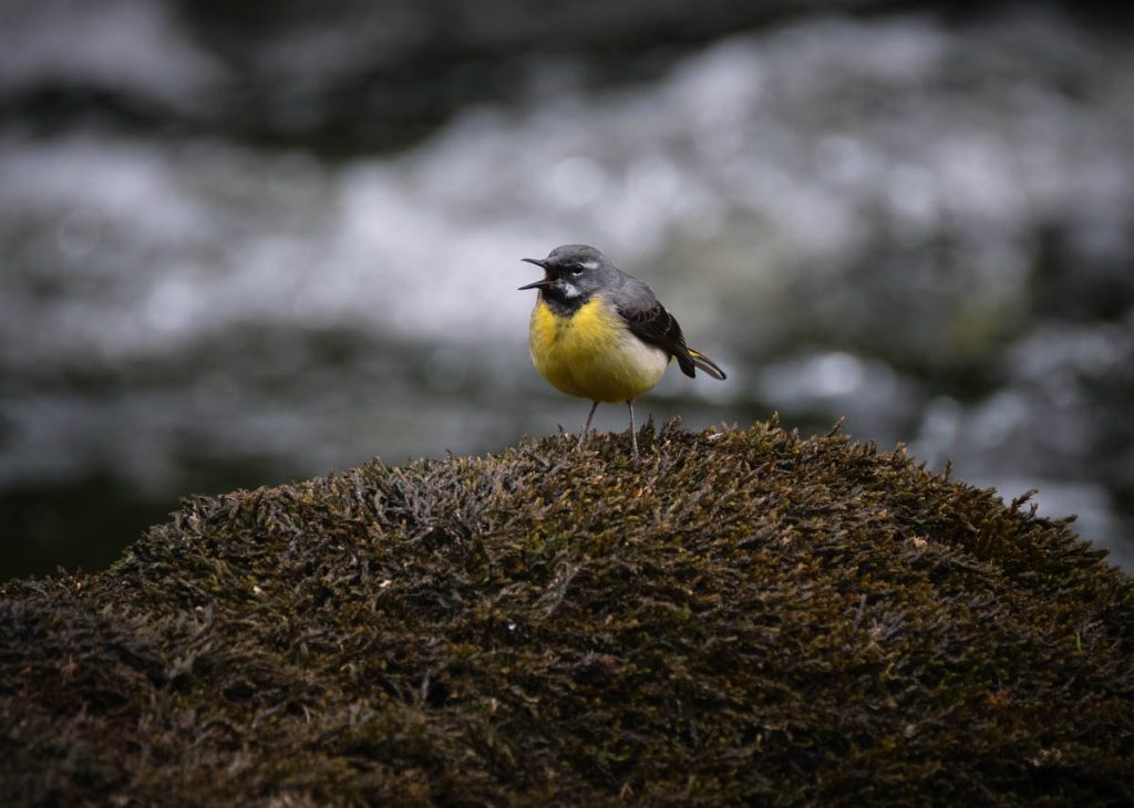 grey wagtail on moss