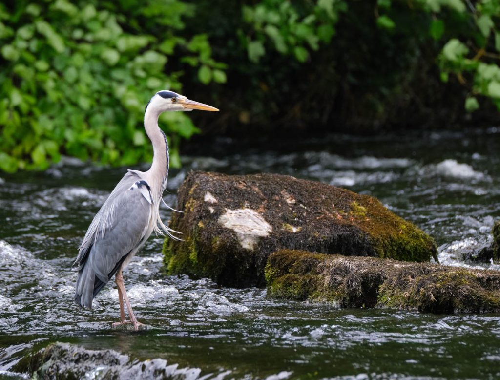 heron blown in the wind