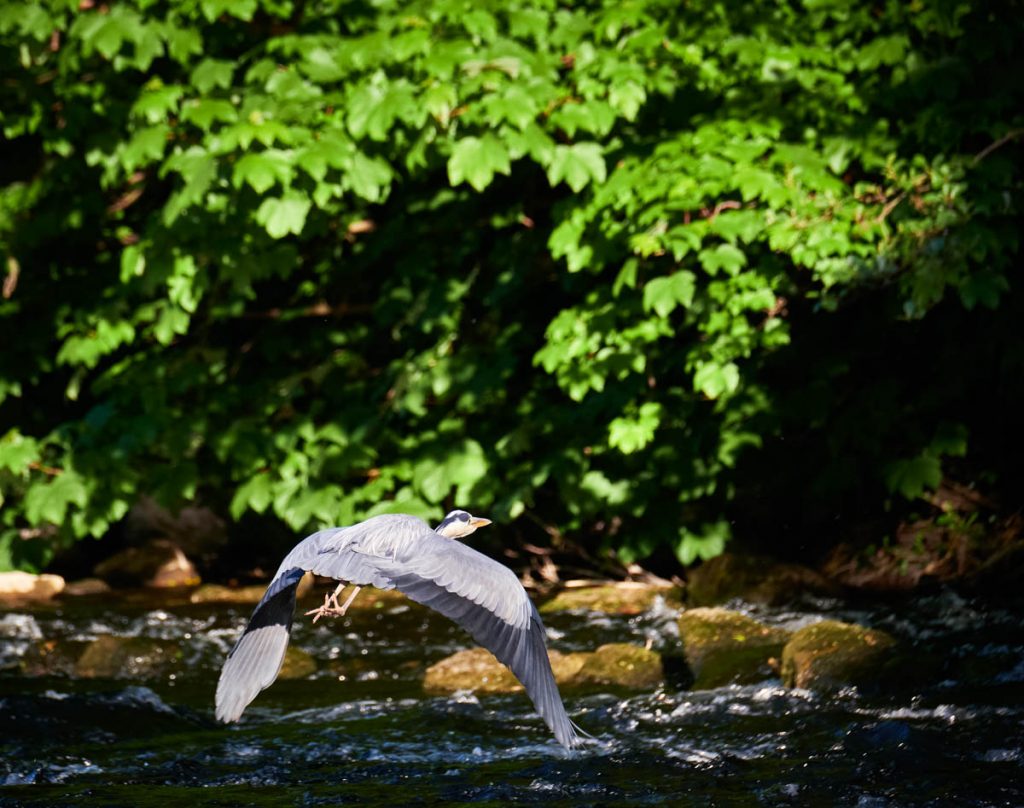 heron in flight downwings