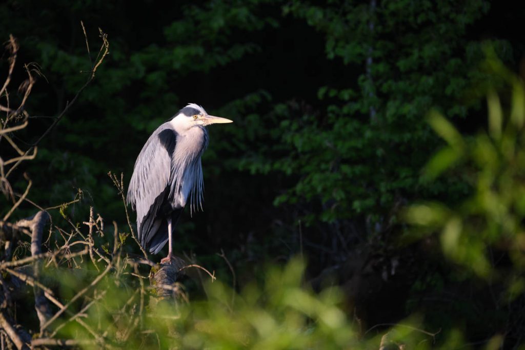 heron waiting