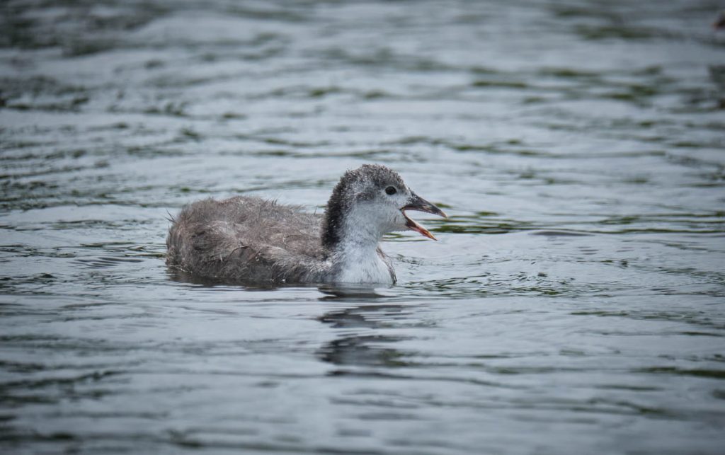 immature coot.jpg