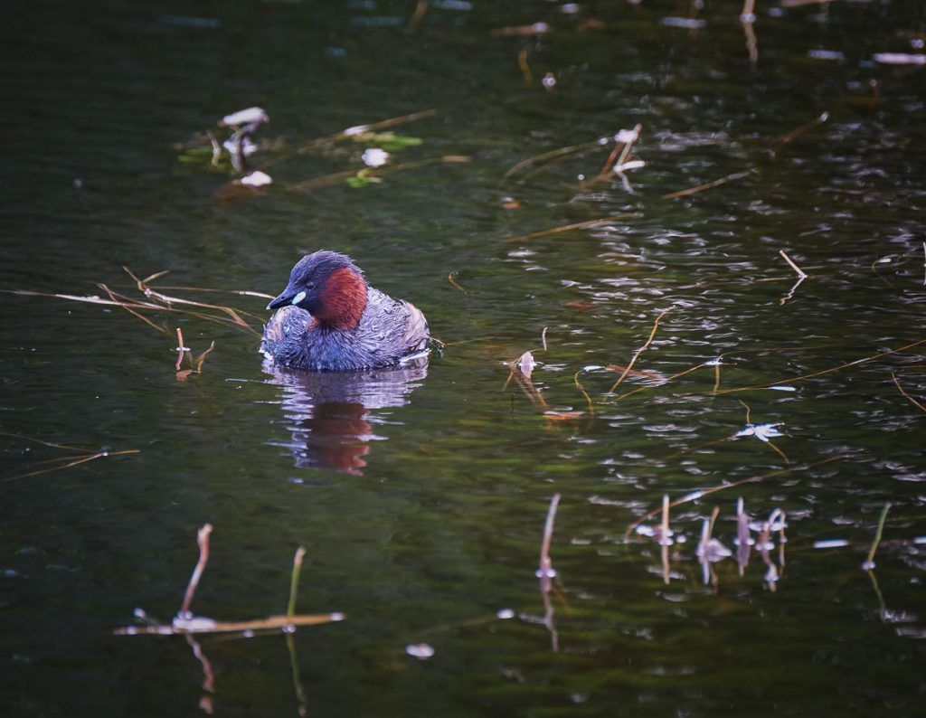 little grebe reflected.jpg