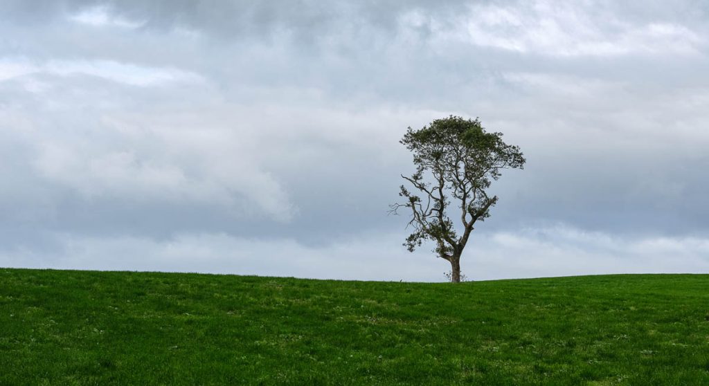 lone tree on the horizon