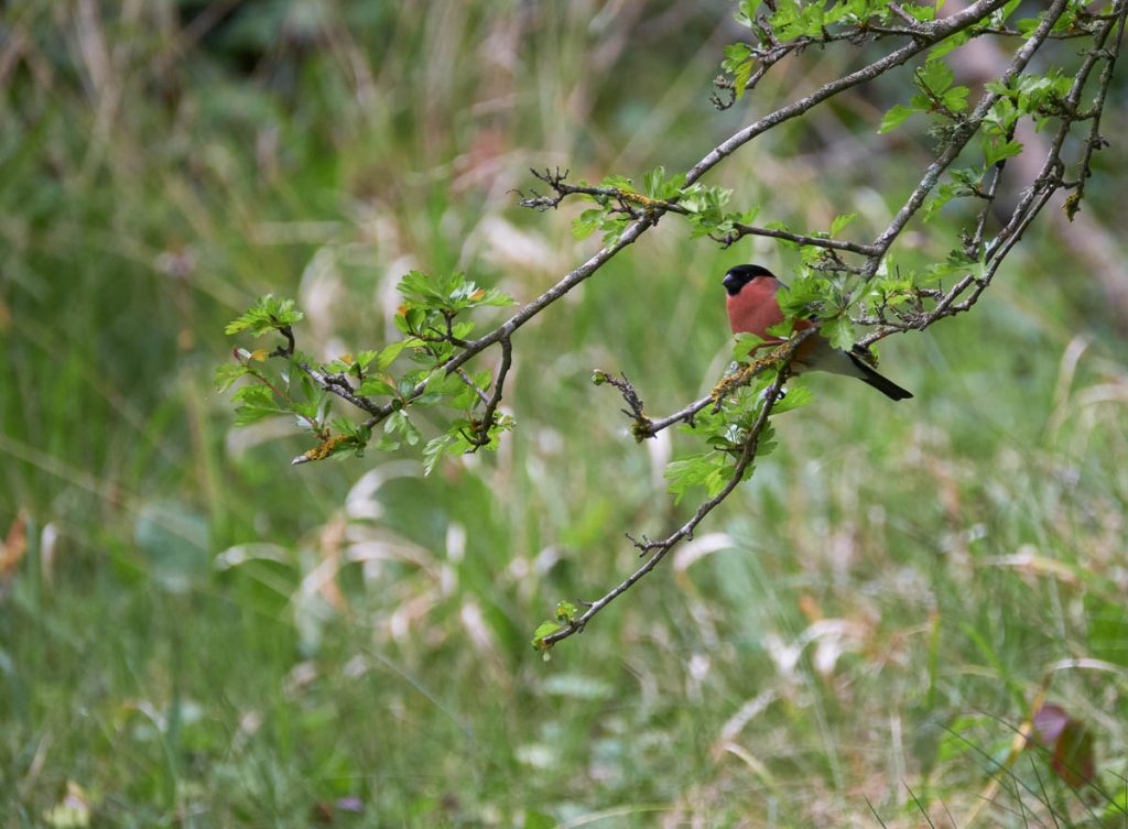 male bullfinch perching in a tree.jpg