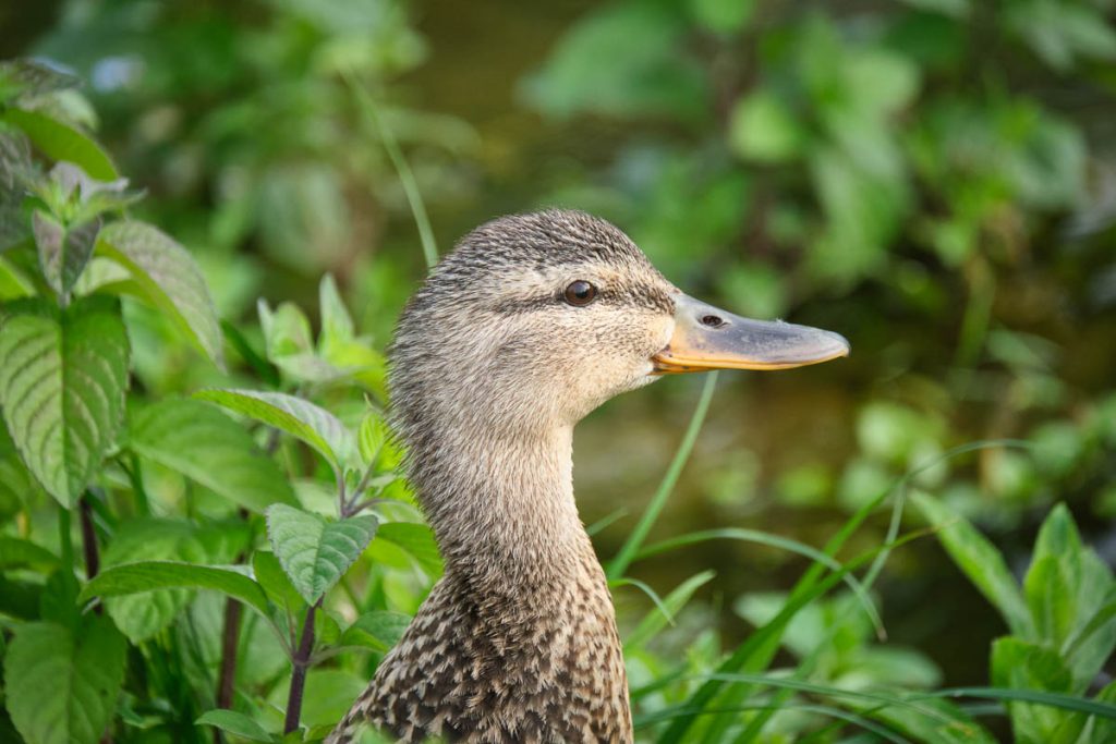 mallard duck.jpg