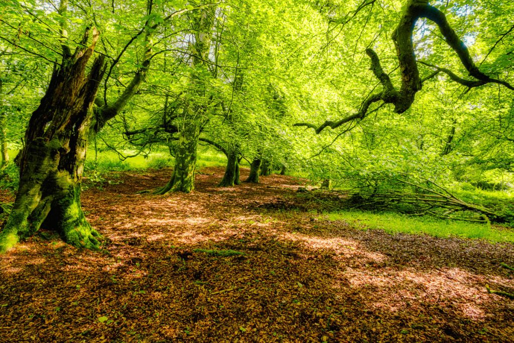 mullingar forest