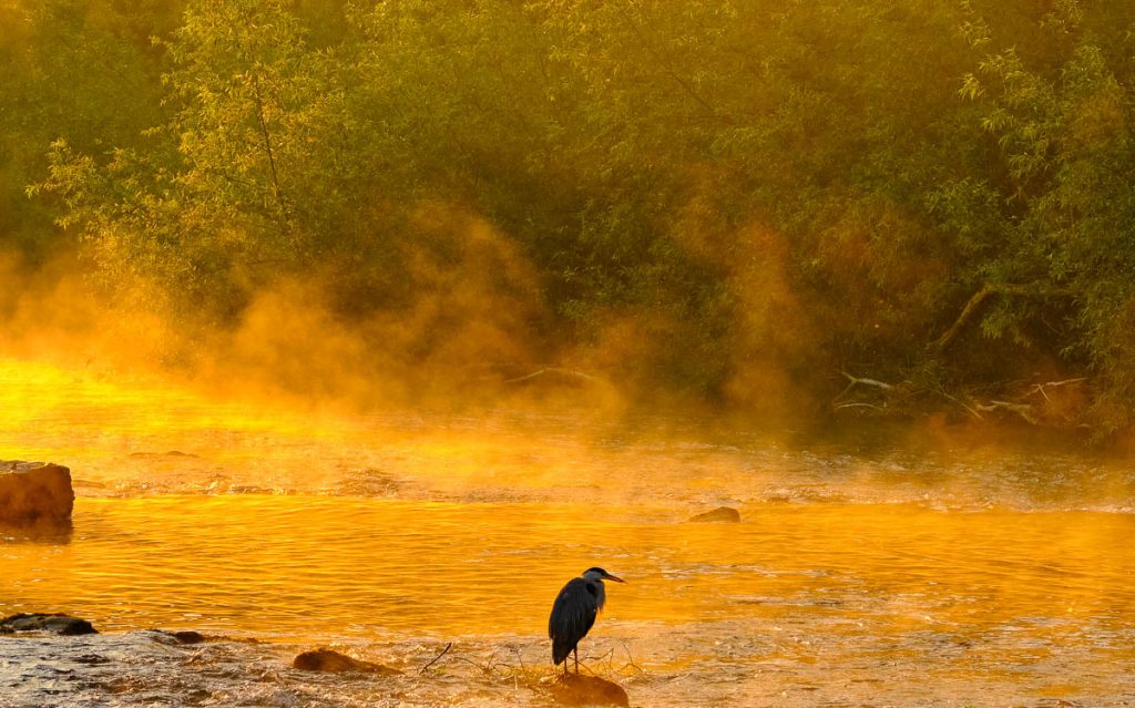 old man of the river morning mist.jpg