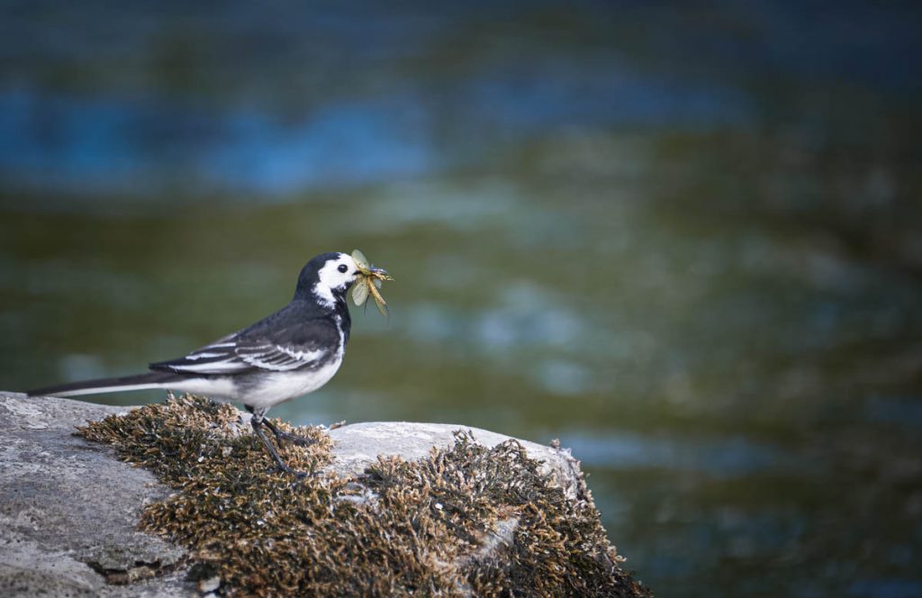 pied wagtail with insects