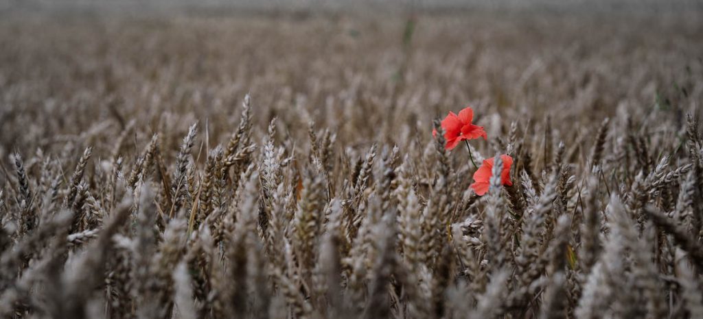 Red poppies in ready to harvest wheat.