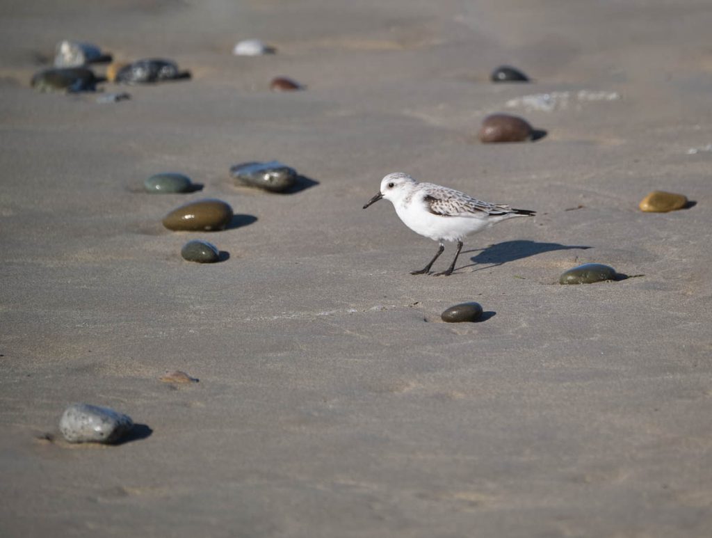 Sanderling on sand