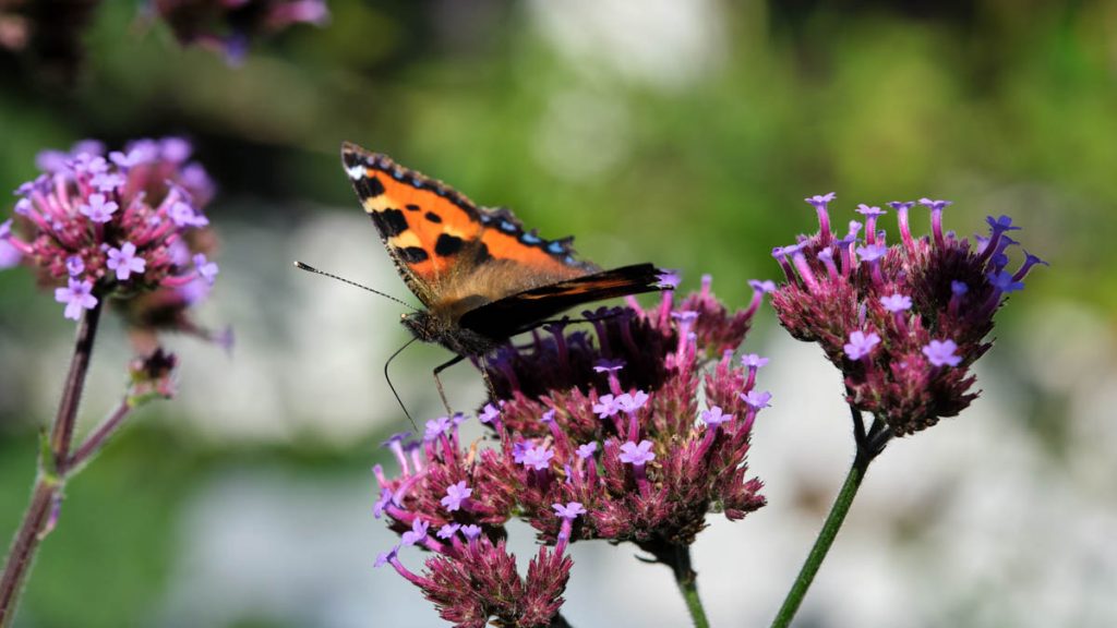 small tortoiseshell in the garden