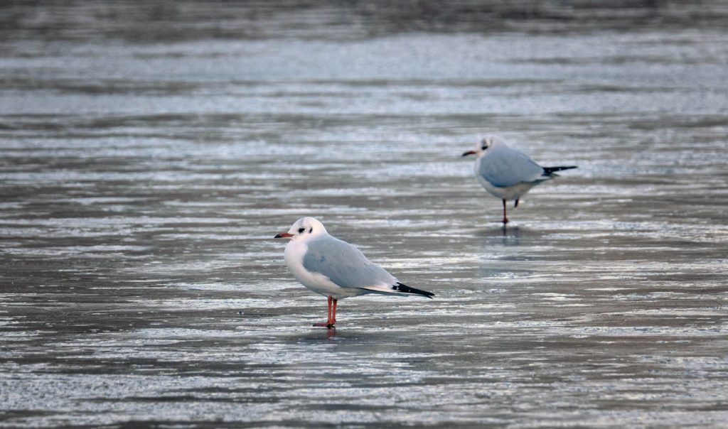 Black headed gull standing on ice