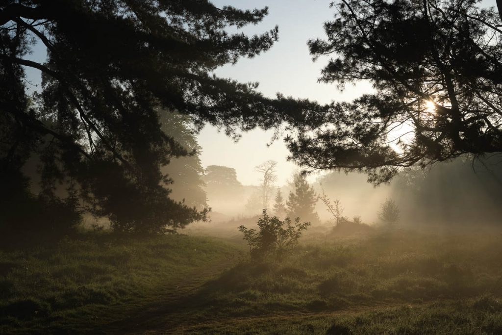 Castletown park in mist