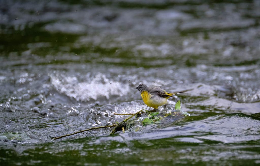 yellow wagtail hunting