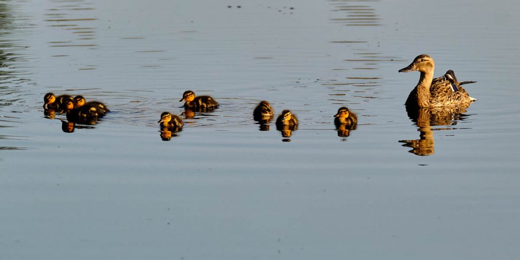 The duck family brood